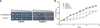 BrMYB116 transcription factor enhances Cd stress tolerance by activating FIT3 in yeast and Chinese cabbage